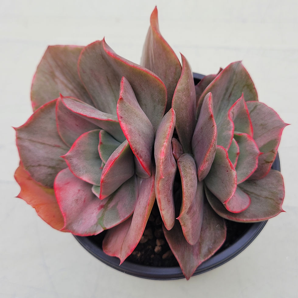 Thumbnail: Echeveria Gosaong variegated 