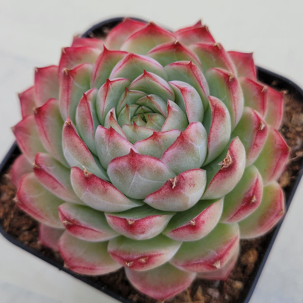 Thumbnail: Echeveria Marionette 