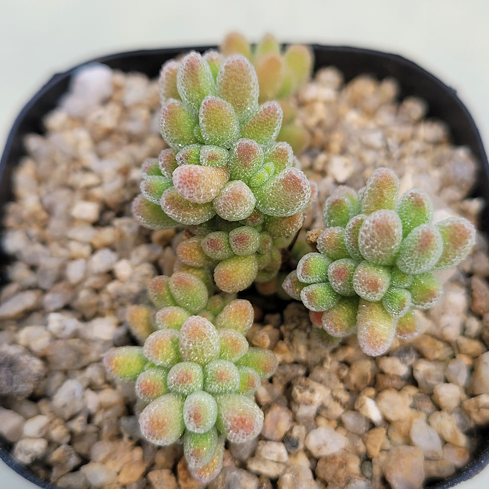 Thumbnail: Drosanthemun Globosum 'Skill Pad'