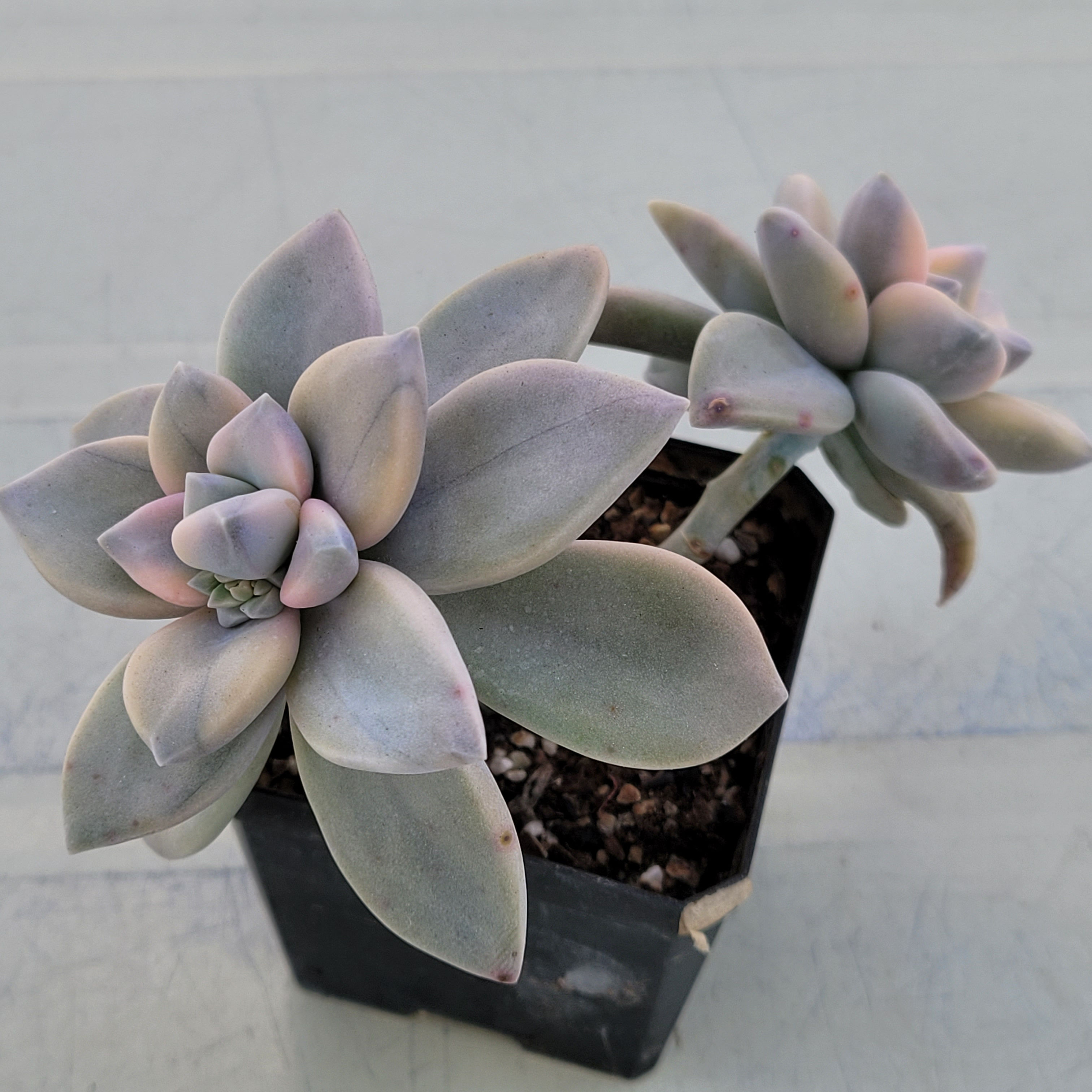 Graptopetalum Paraguayensis Awayuki variegated 