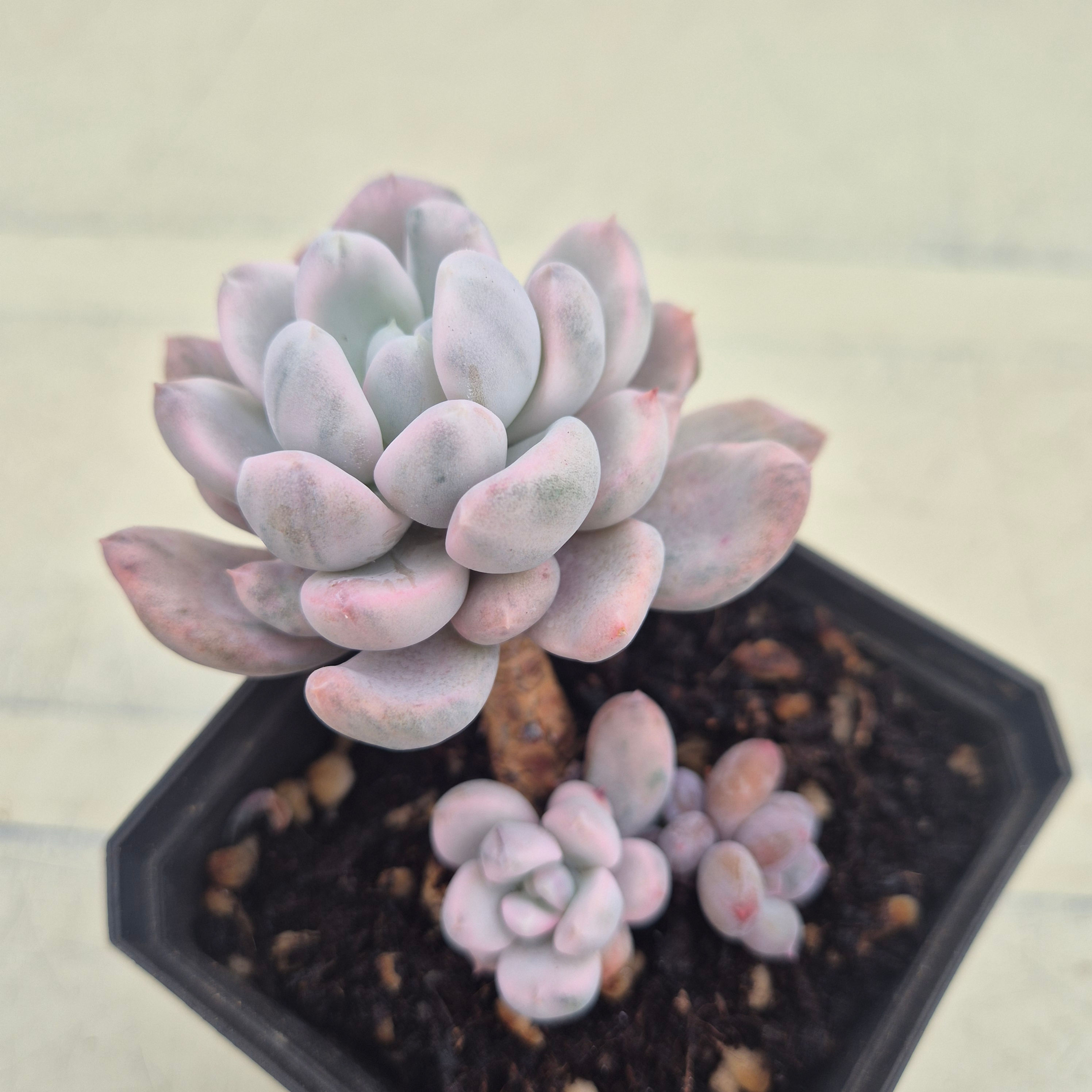 Pachyphytum rolly polly variegated 
