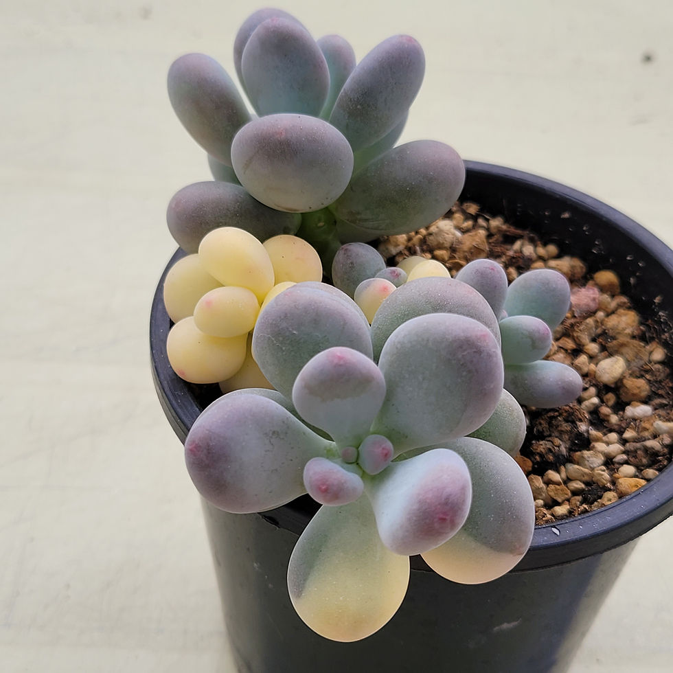 Thumbnail: Pachyphytum Oviferum variegated 