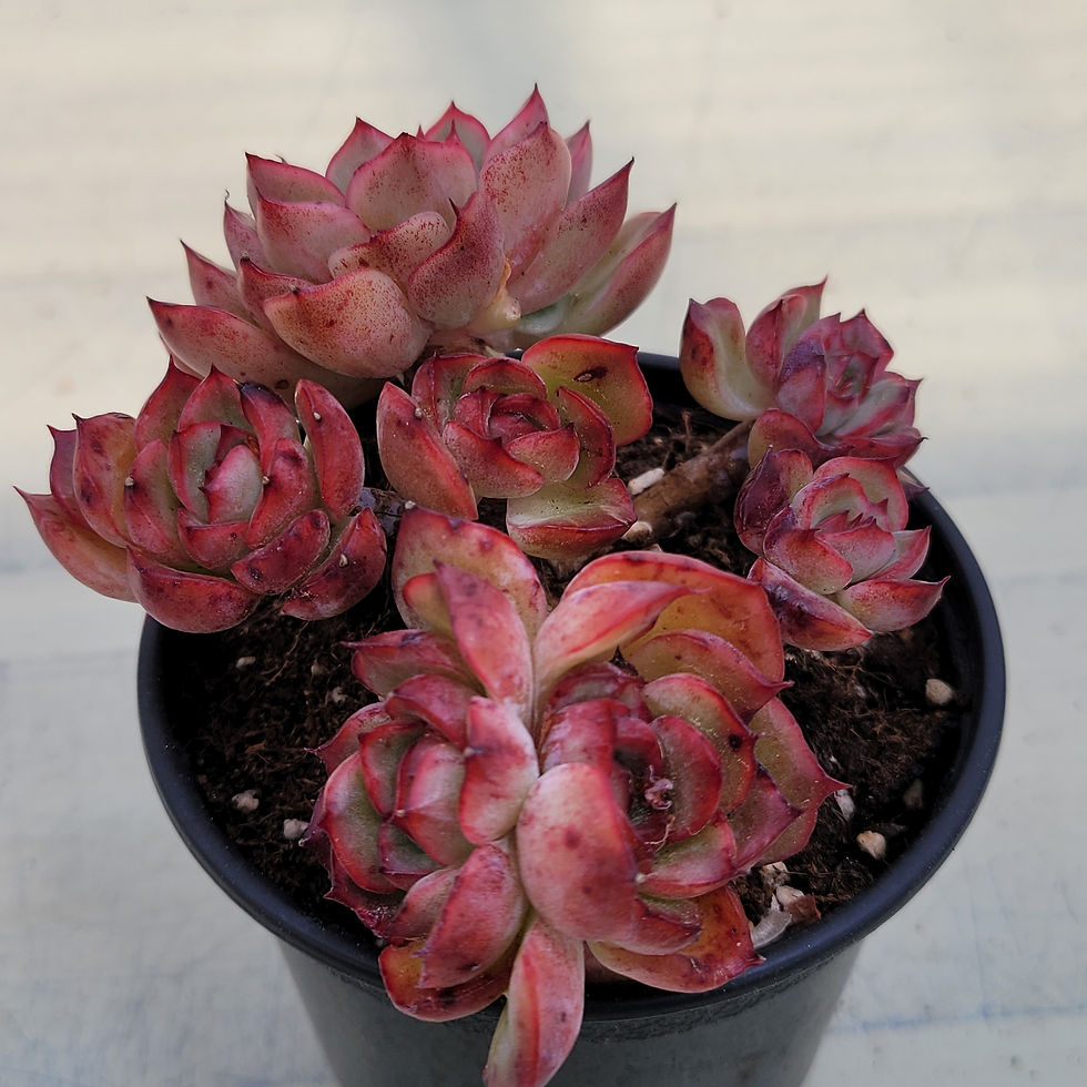 Thumbnail: Echeveria Ebol 