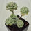Thumbnail: Echeveria tinkerbell variegated 