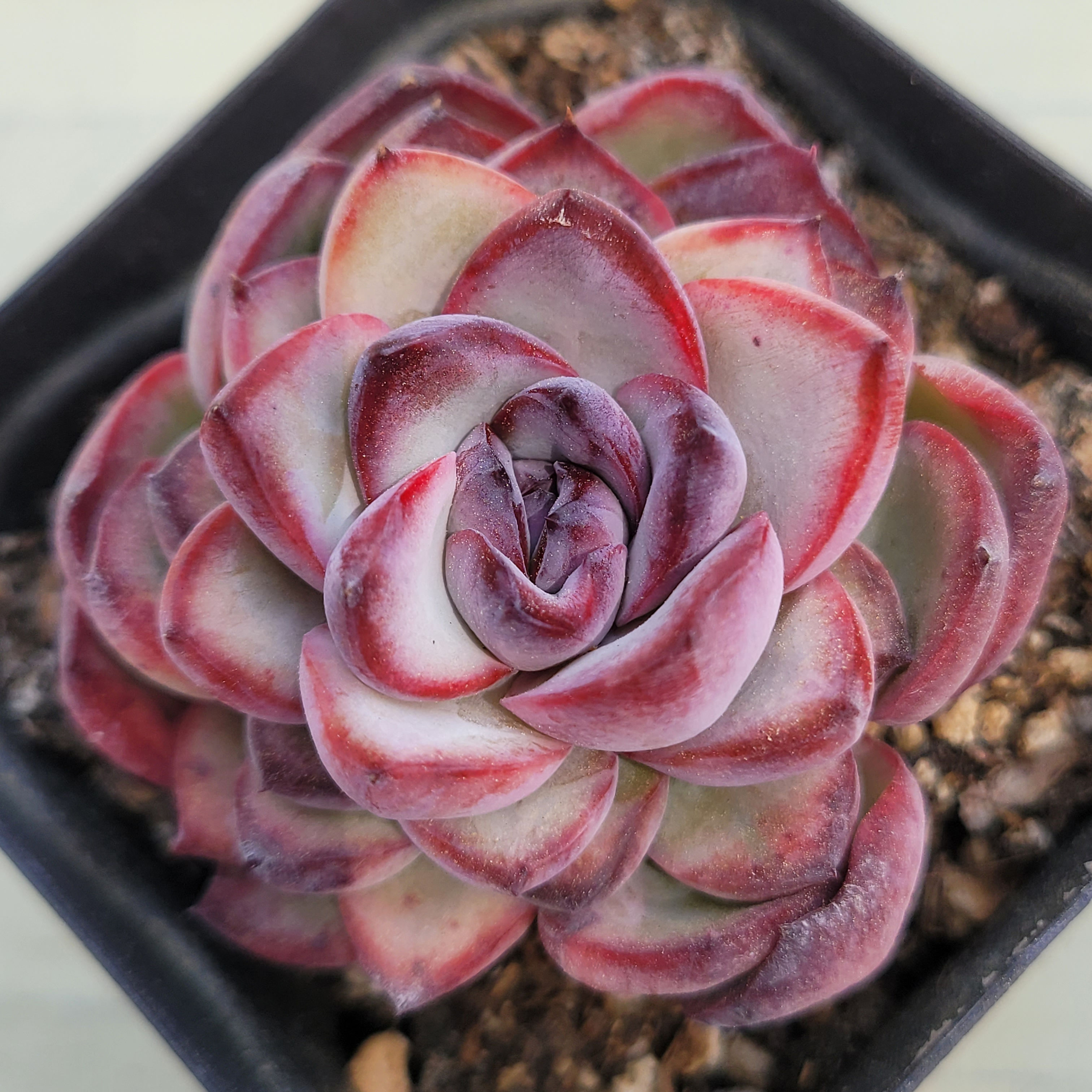 Echeveria Chubby Bunny 