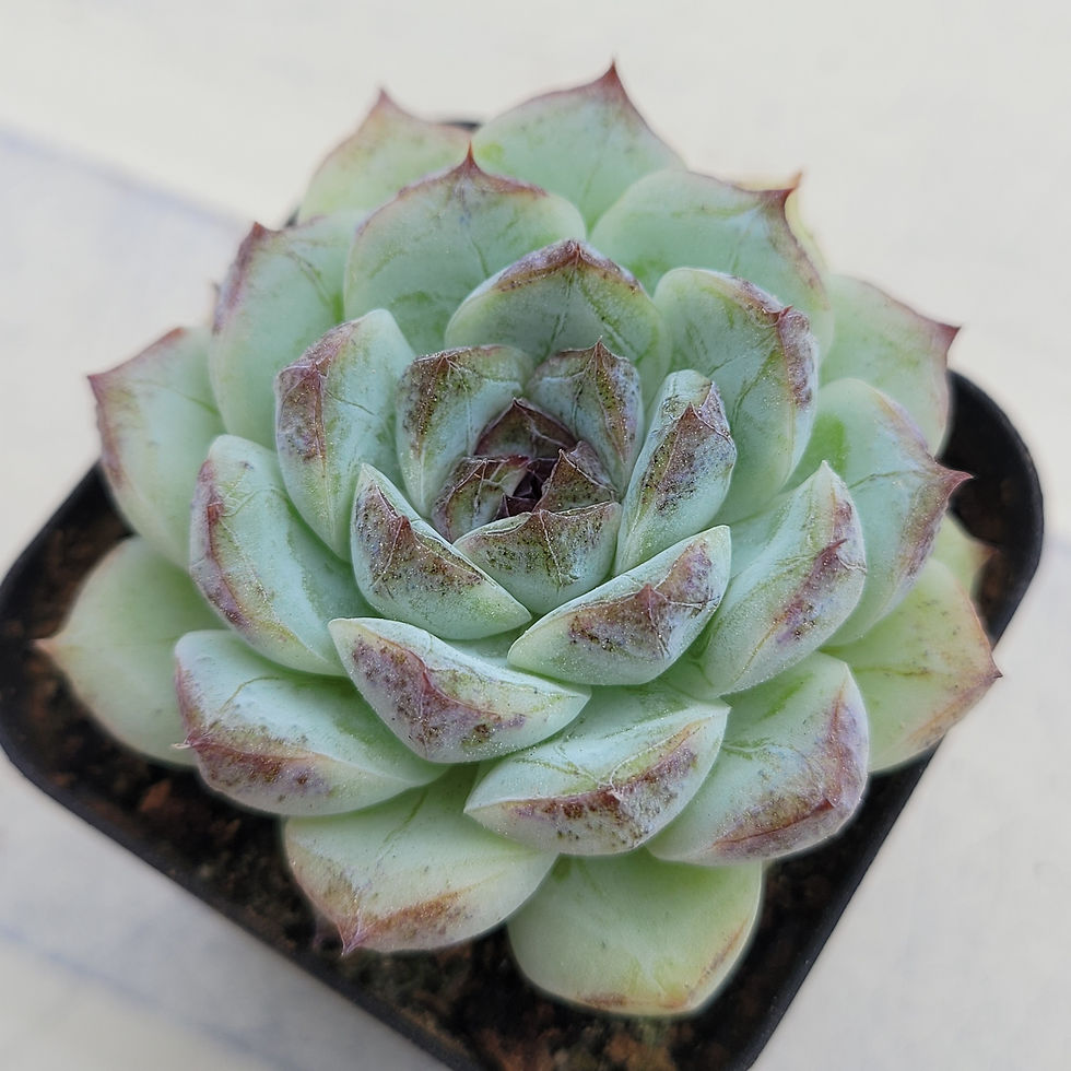 Thumbnail: Echeveria Suji