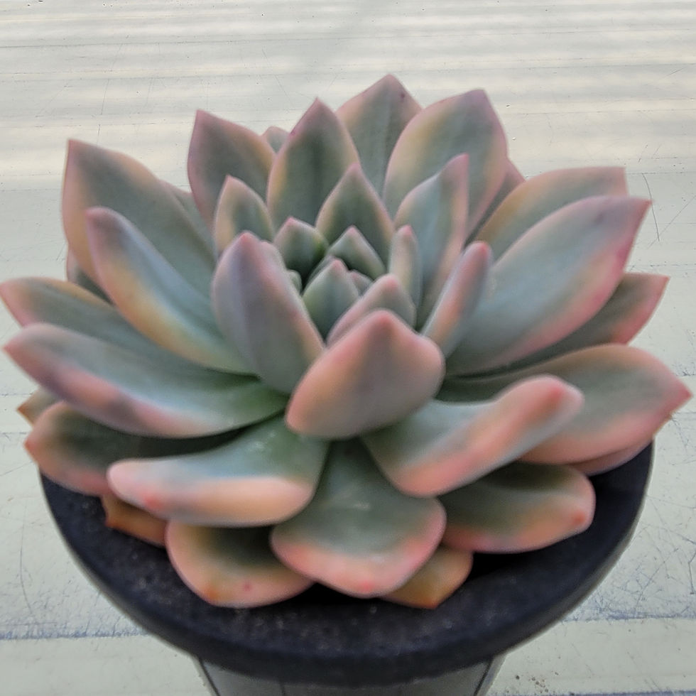Thumbnail: Echeveria Ariel variegated 