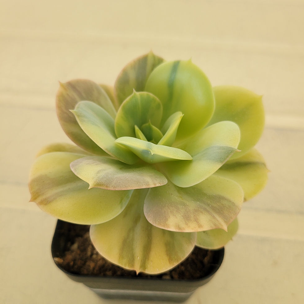 Thumbnail: Echeveria Glowing variegated 