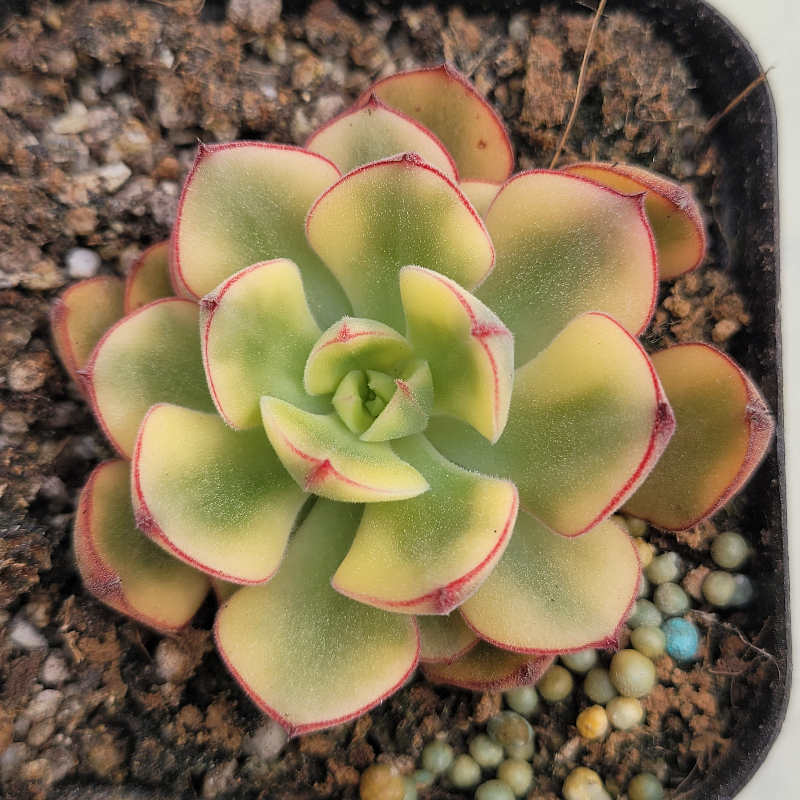 Echeveria Joan Daniel variegated 
