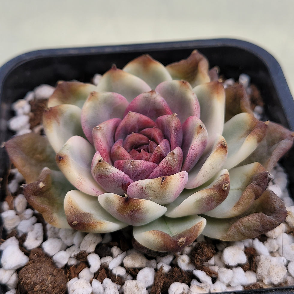 Thumbnail: Echeveria Crazy Lavender variegated 