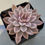 Thumbnail: Echeveria Pink Zaragosa variegated 