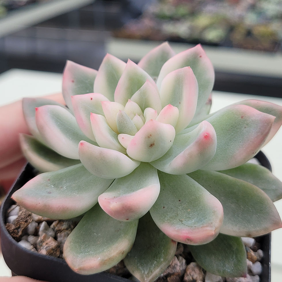Thumbnail: Echeveria Pink Osaka variegated 