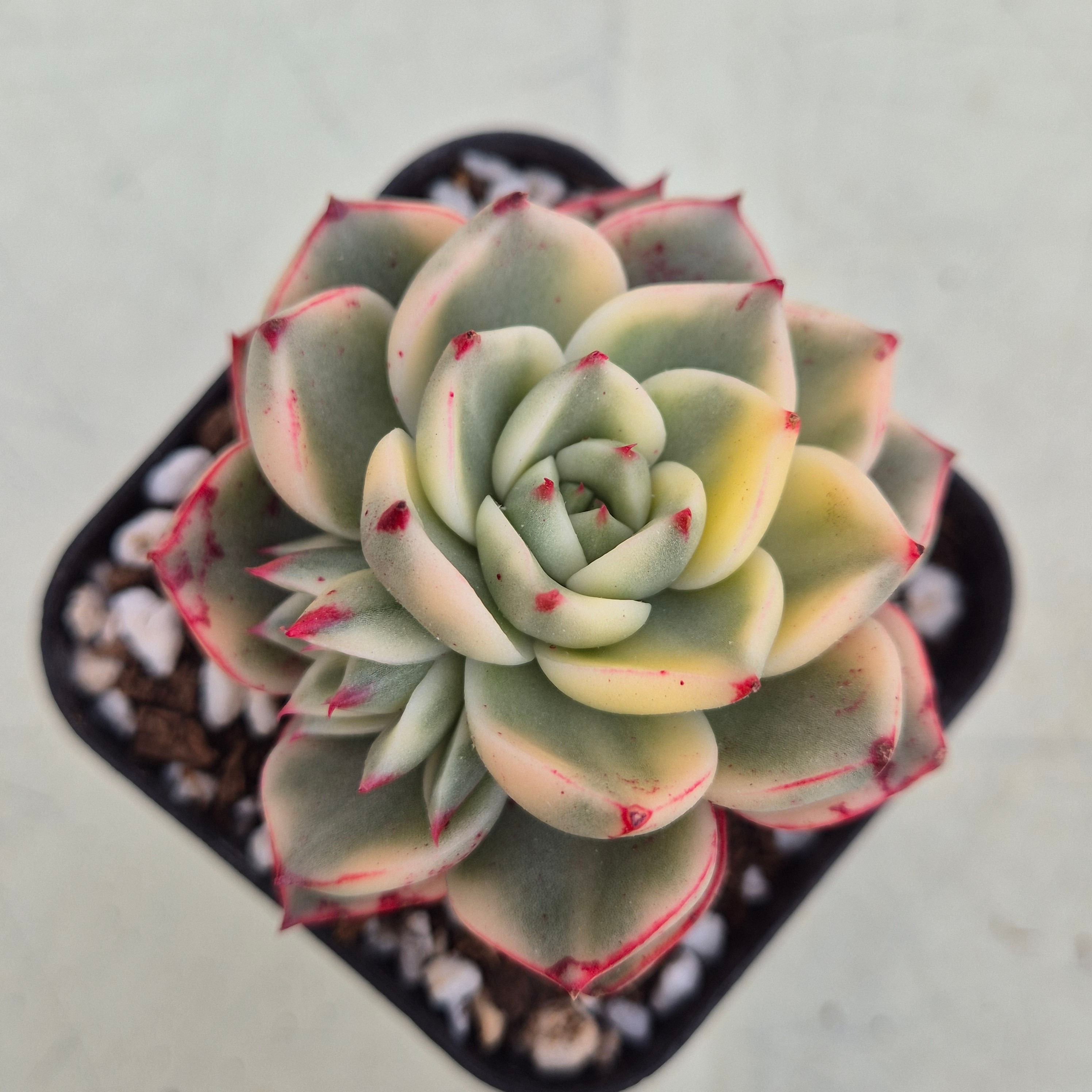 Echeveria Longissima variegated 