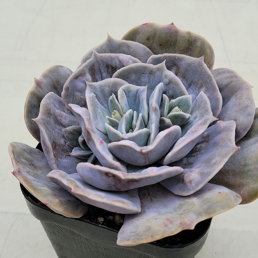 Thumbnail: Echeveria Marble variegated 