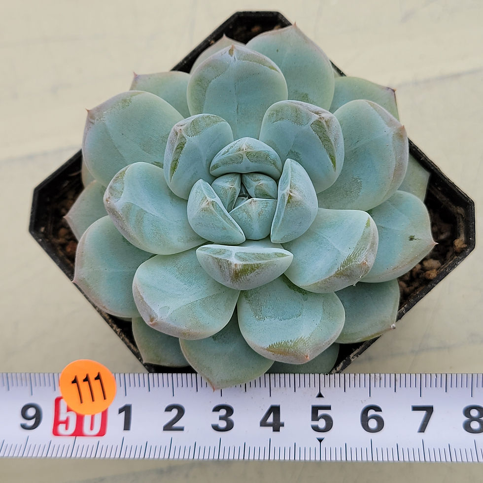 Thumbnail: Echeveria Glassy 