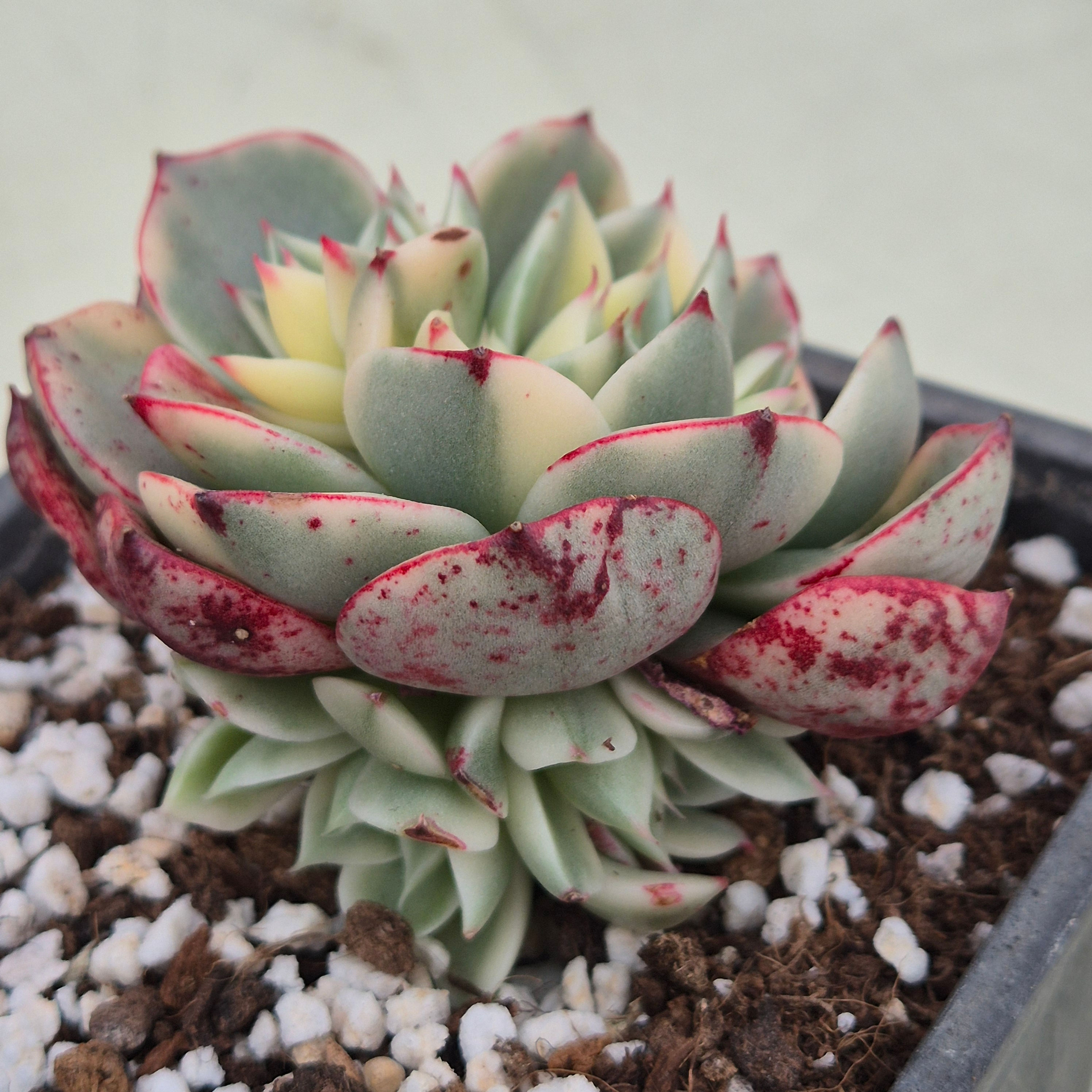Echeveria Longissima variegated cluster 