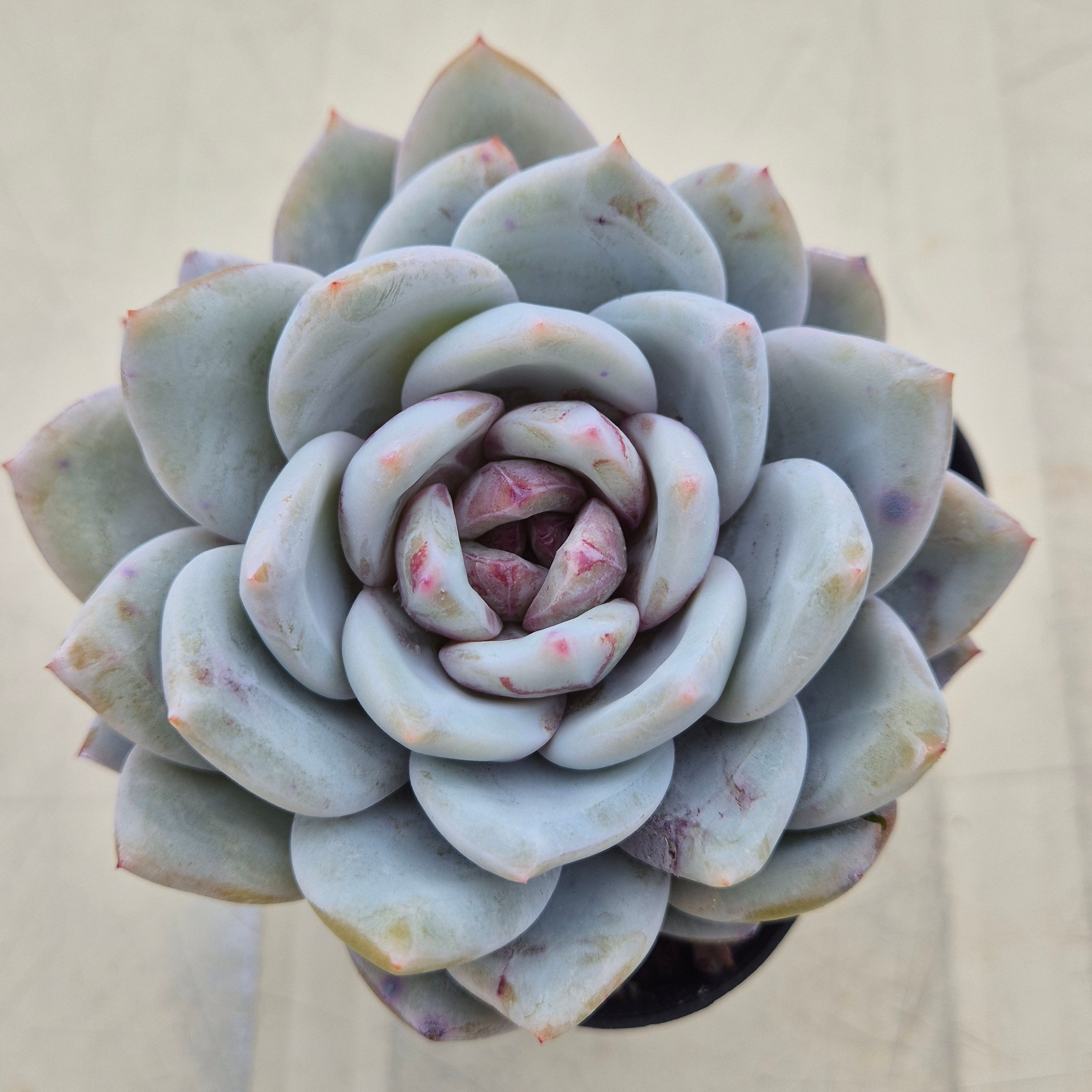 Echeveria Panda Spa 
