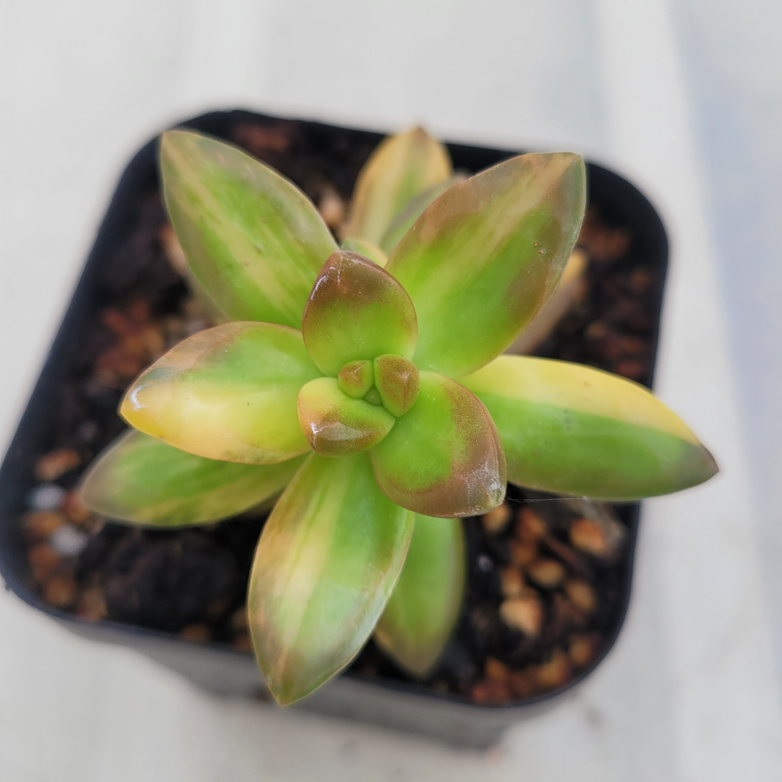 Sedum Adolphii variegated 