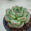 Thumbnail: Echeveria White Rose 