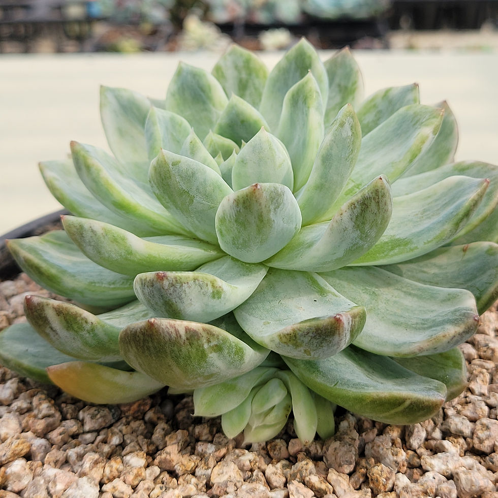 Thumbnail: Echeveria Alba King variegated 