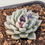 Thumbnail: Echeveria Red Sandwich variegated 