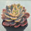 Thumbnail: Echeveria Hera variegated 