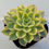 Thumbnail: Echeveria Ice Pinky variegated 