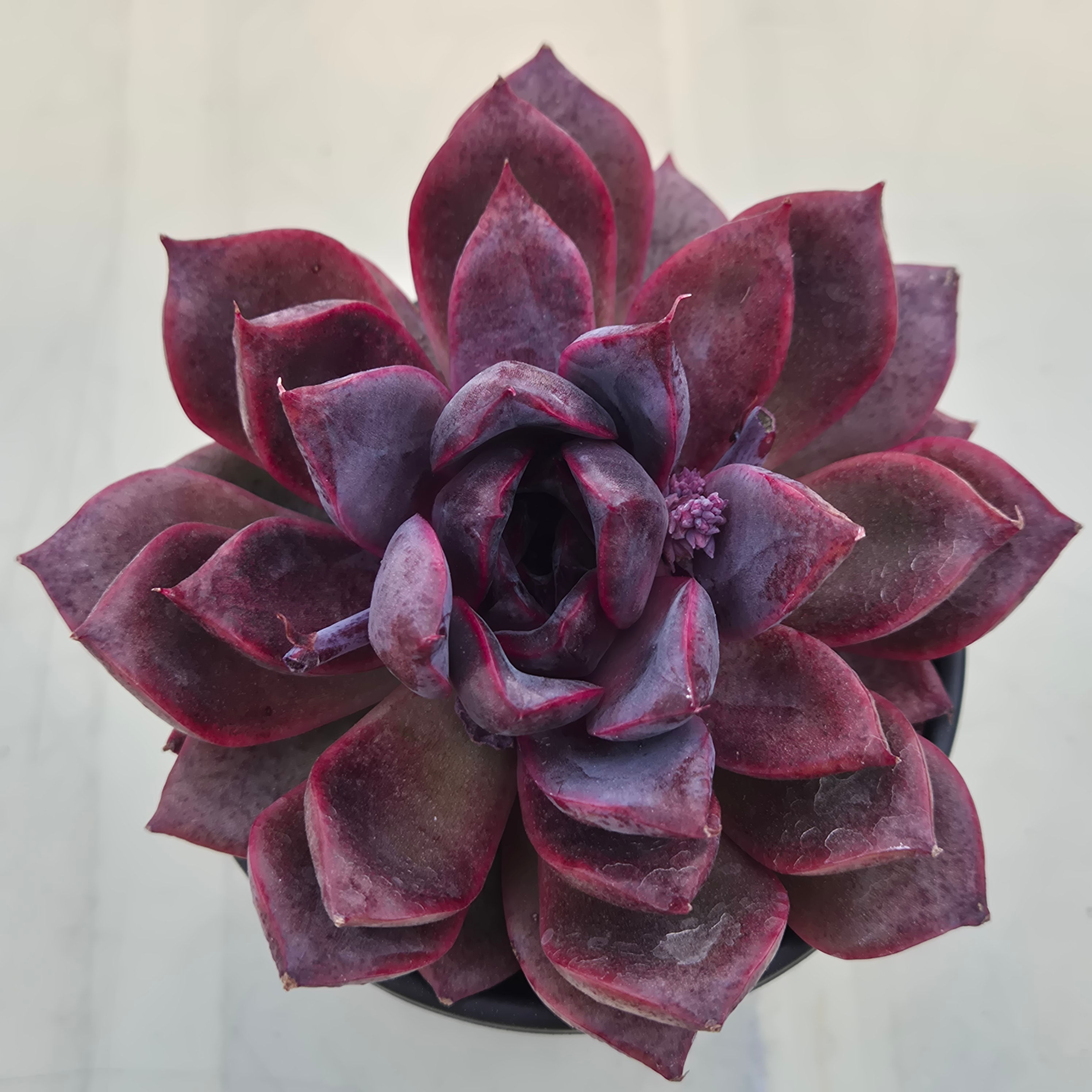 Echeveria Pink honey 