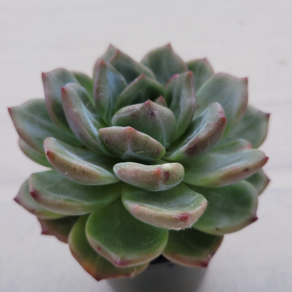 Thumbnail: Echeveria Shallotte variegated 