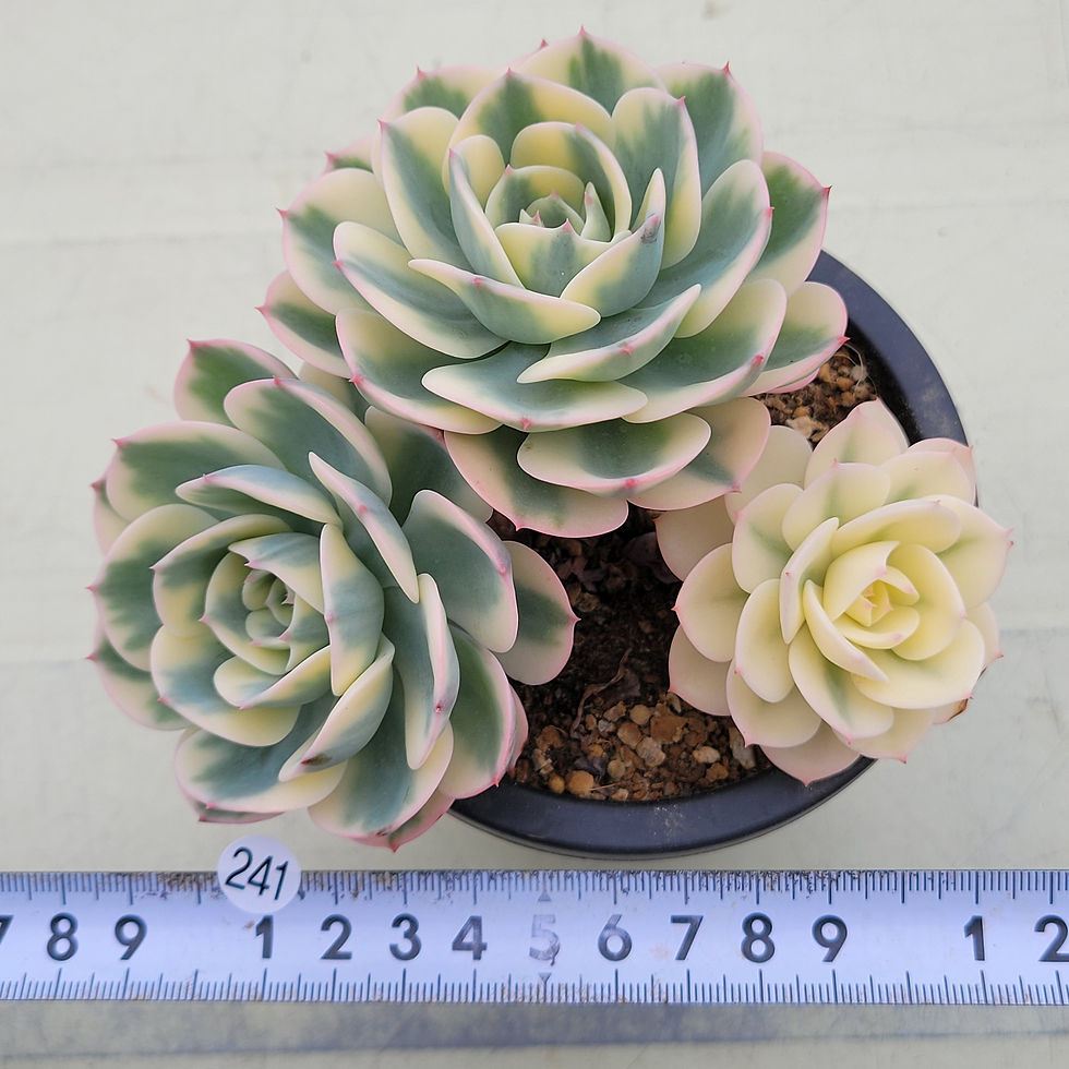 Thumbnail: Echeveria Lenore Dean 