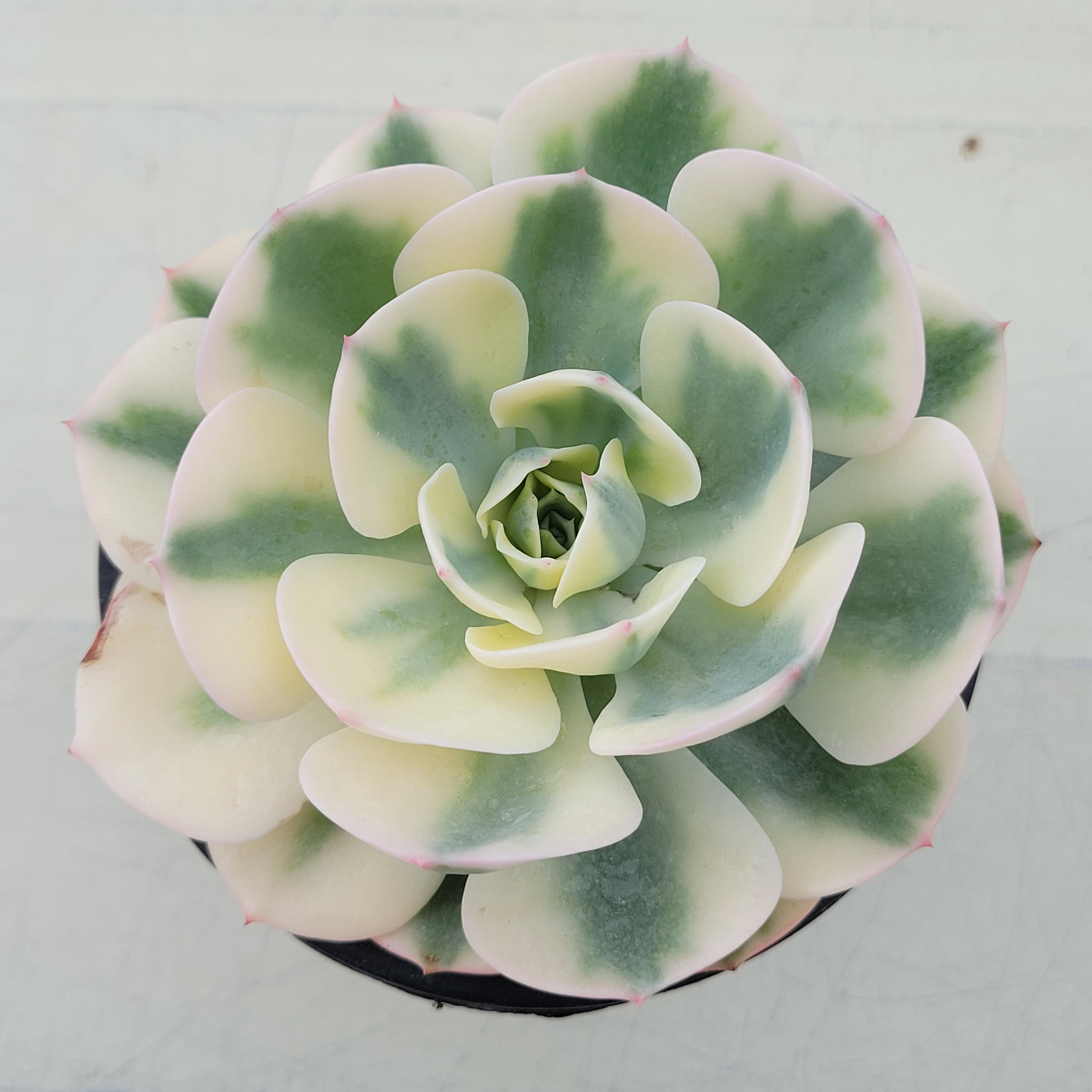 Echeveria Lenore Dean 