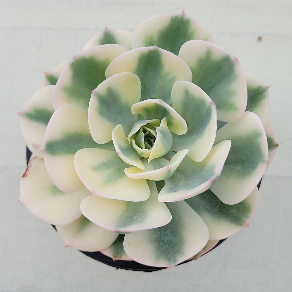 Thumbnail: Echeveria Lenore Dean 