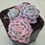 Thumbnail: Echeveria Mexican Snowball variegated cluster 