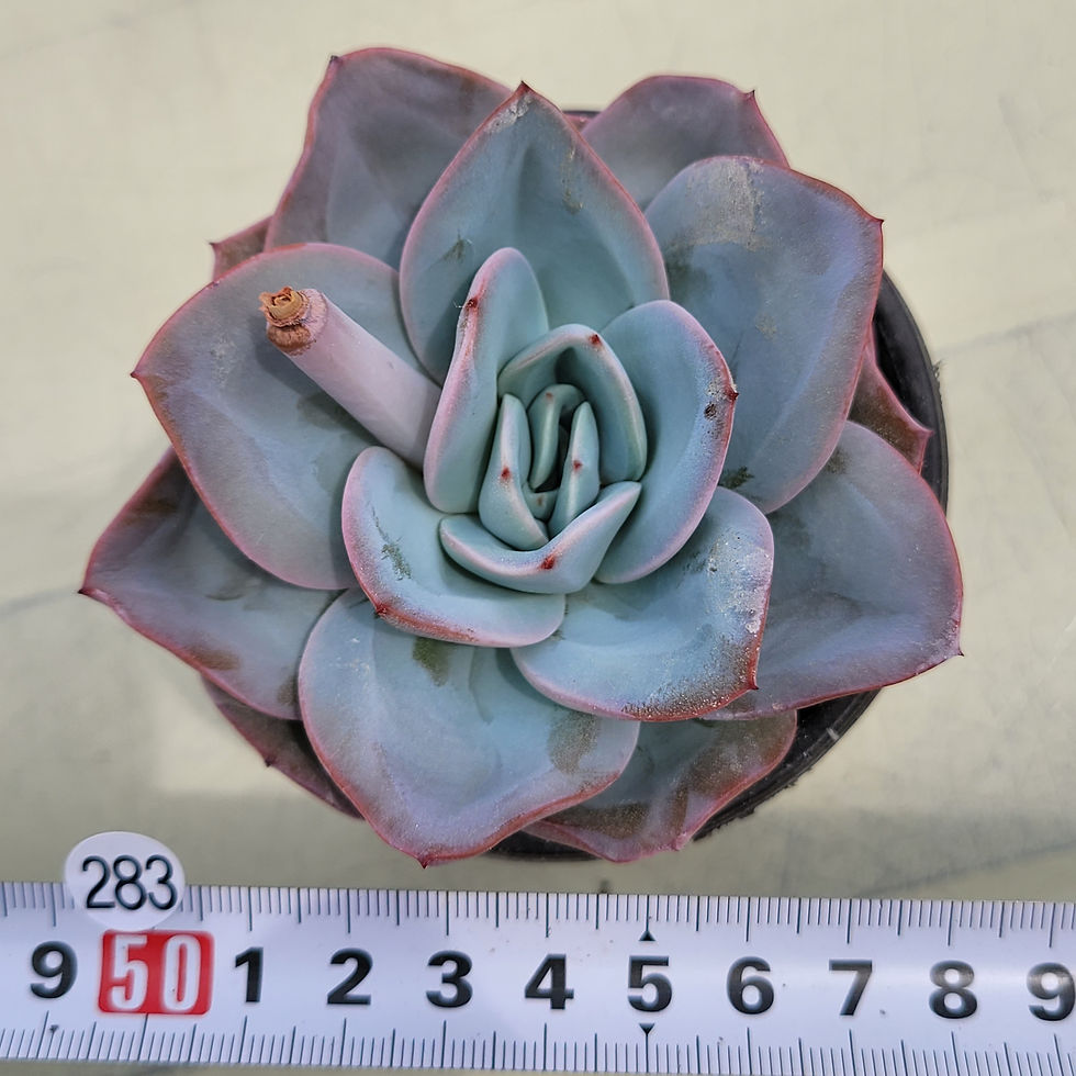 Thumbnail: Echeveria Brinkles Blue 