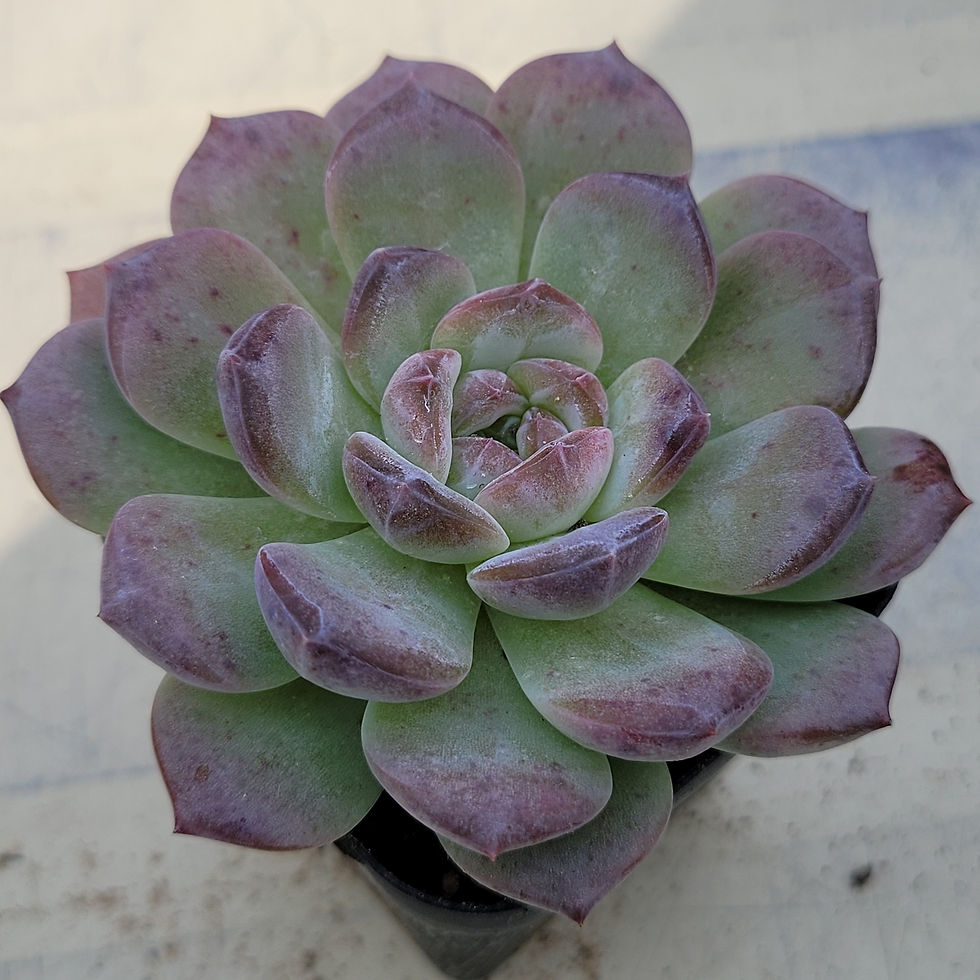 Thumbnail: Echeveria Pumpkin Jelly 