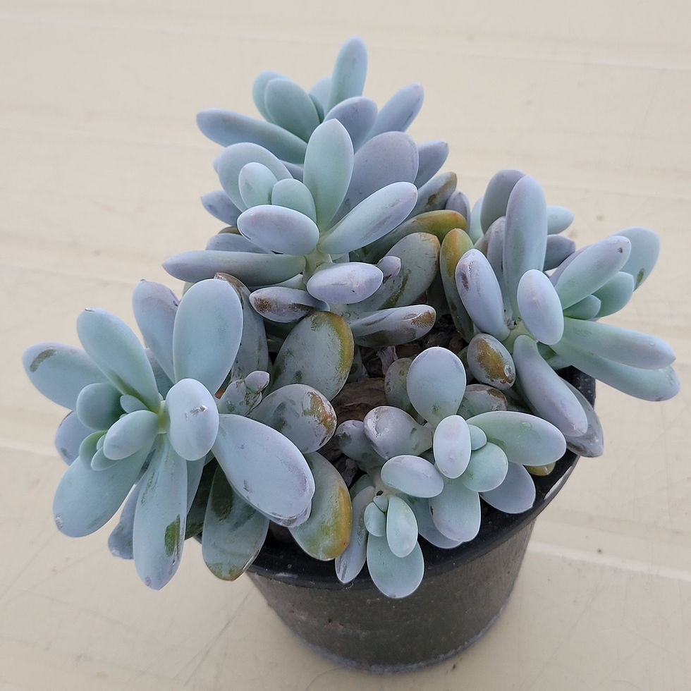 Thumbnail: Pachyphytum Cuicatecanum cluster 