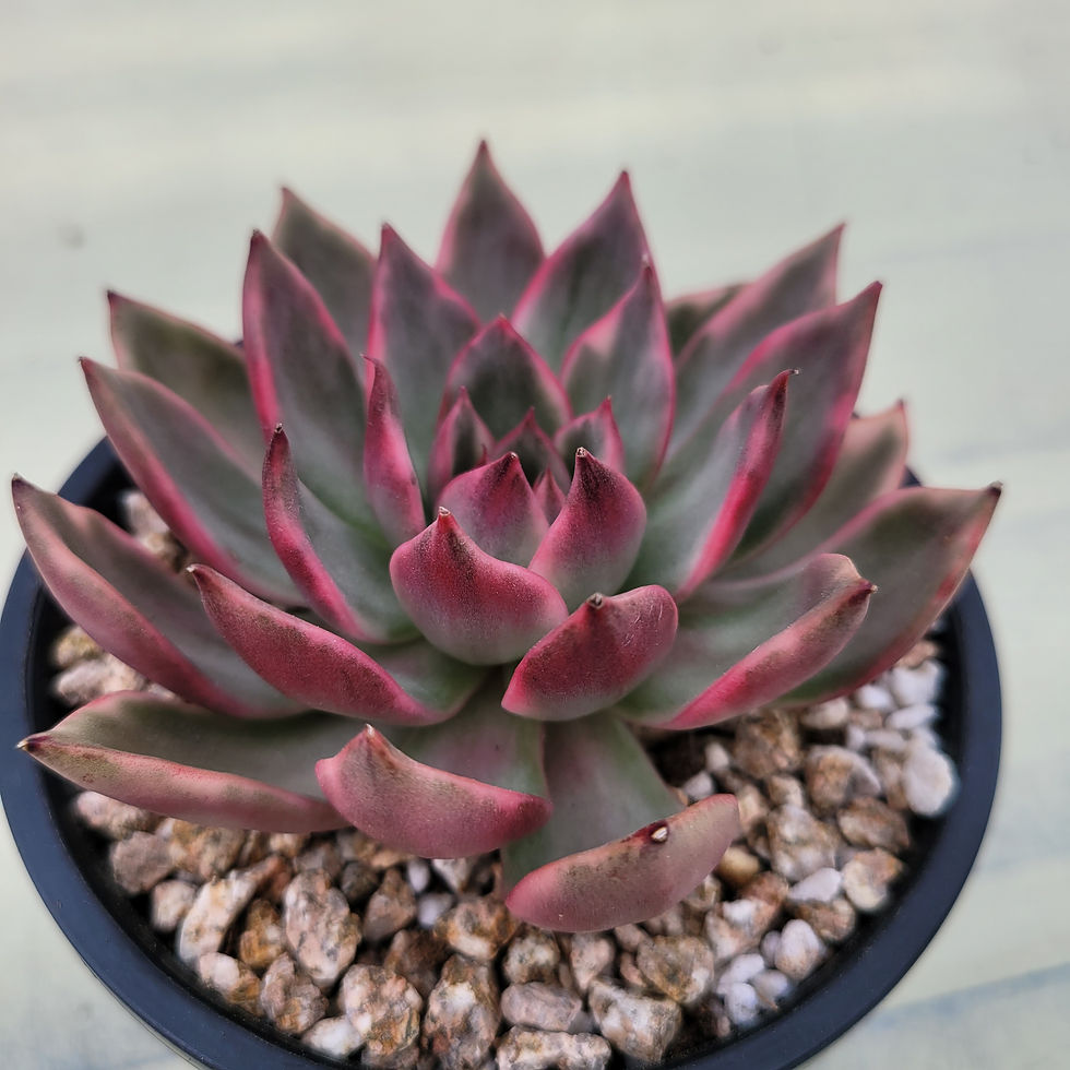 Thumbnail: Echeveria Pyoryang variegated 