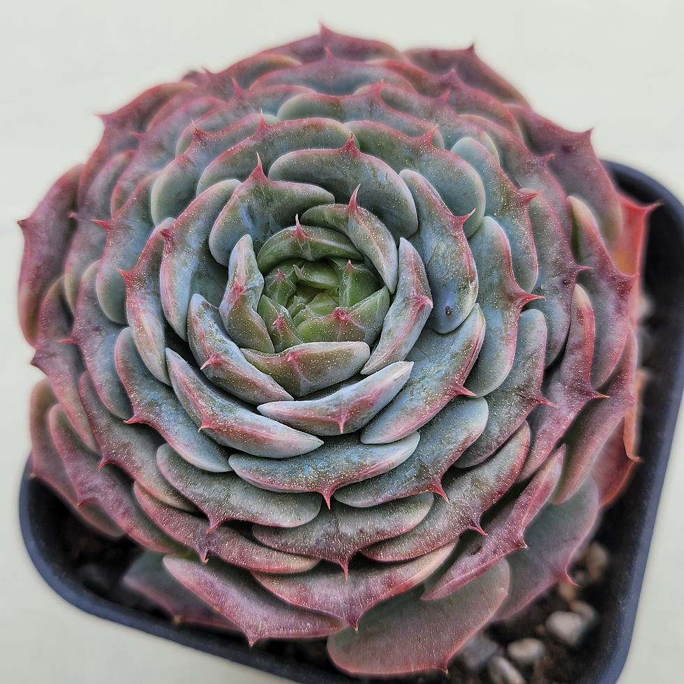 Thumbnail: Echeveria Mon Petit 