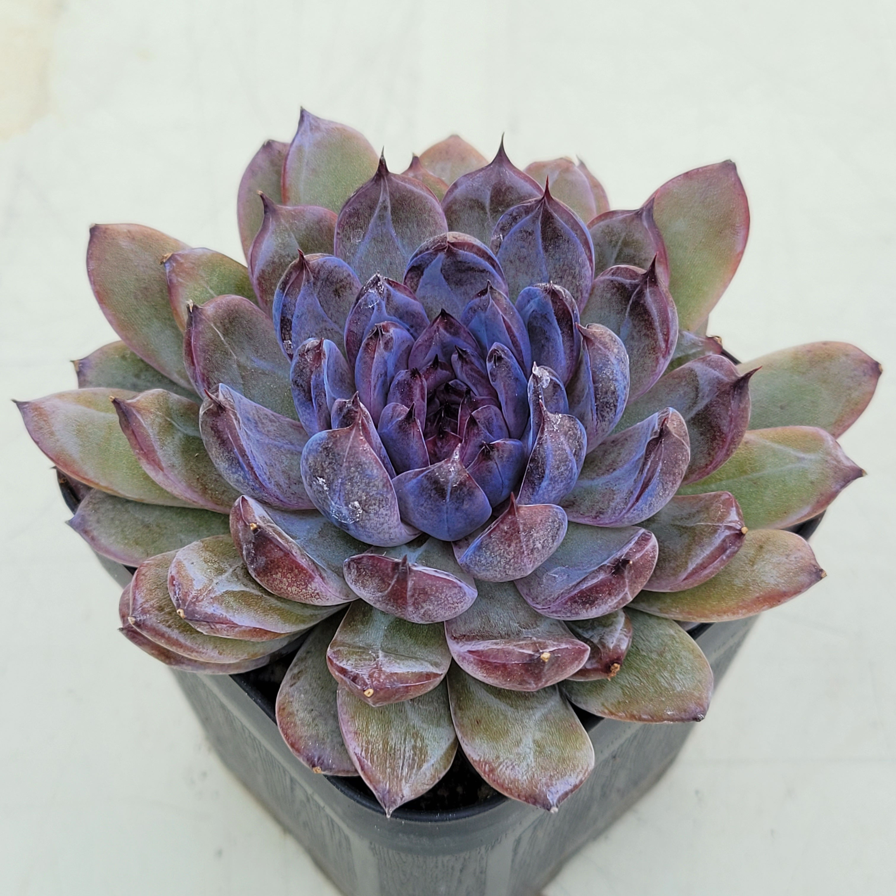 Echeveria Gemstone 
