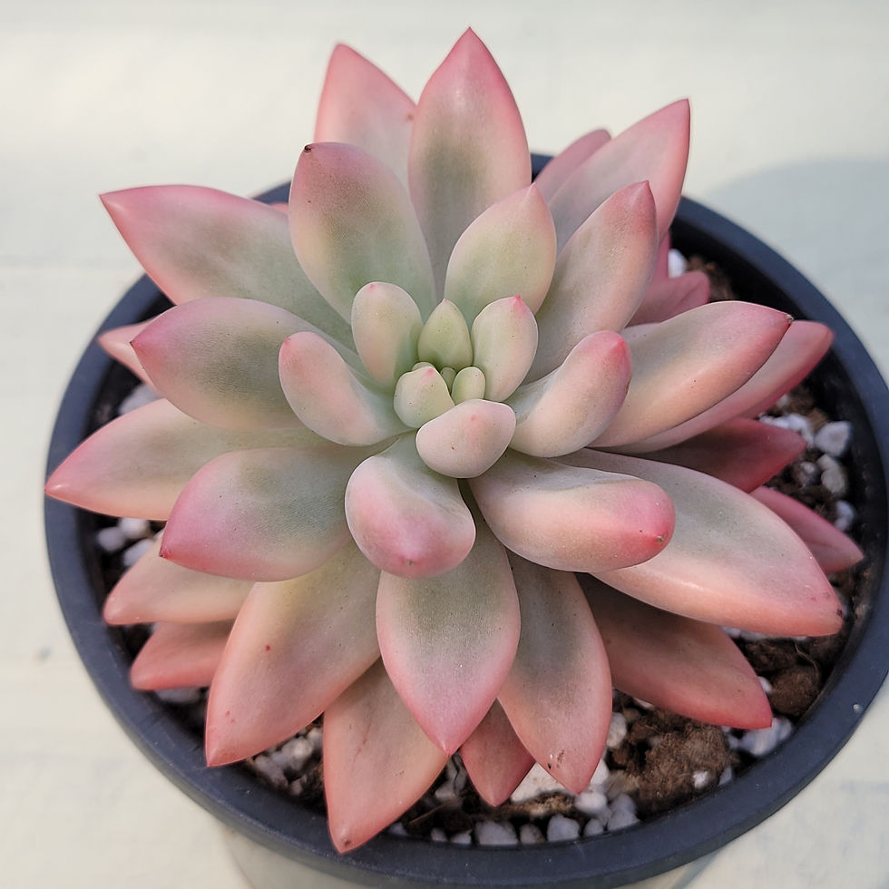 Thumbnail: Pachyphytum Angel's Finger variegated 