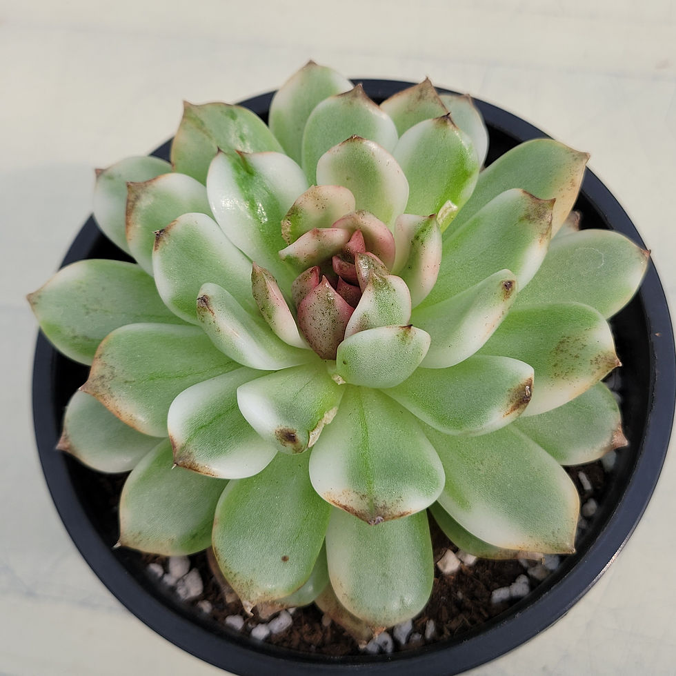 Thumbnail: Echeveria Blood Soul variegated 