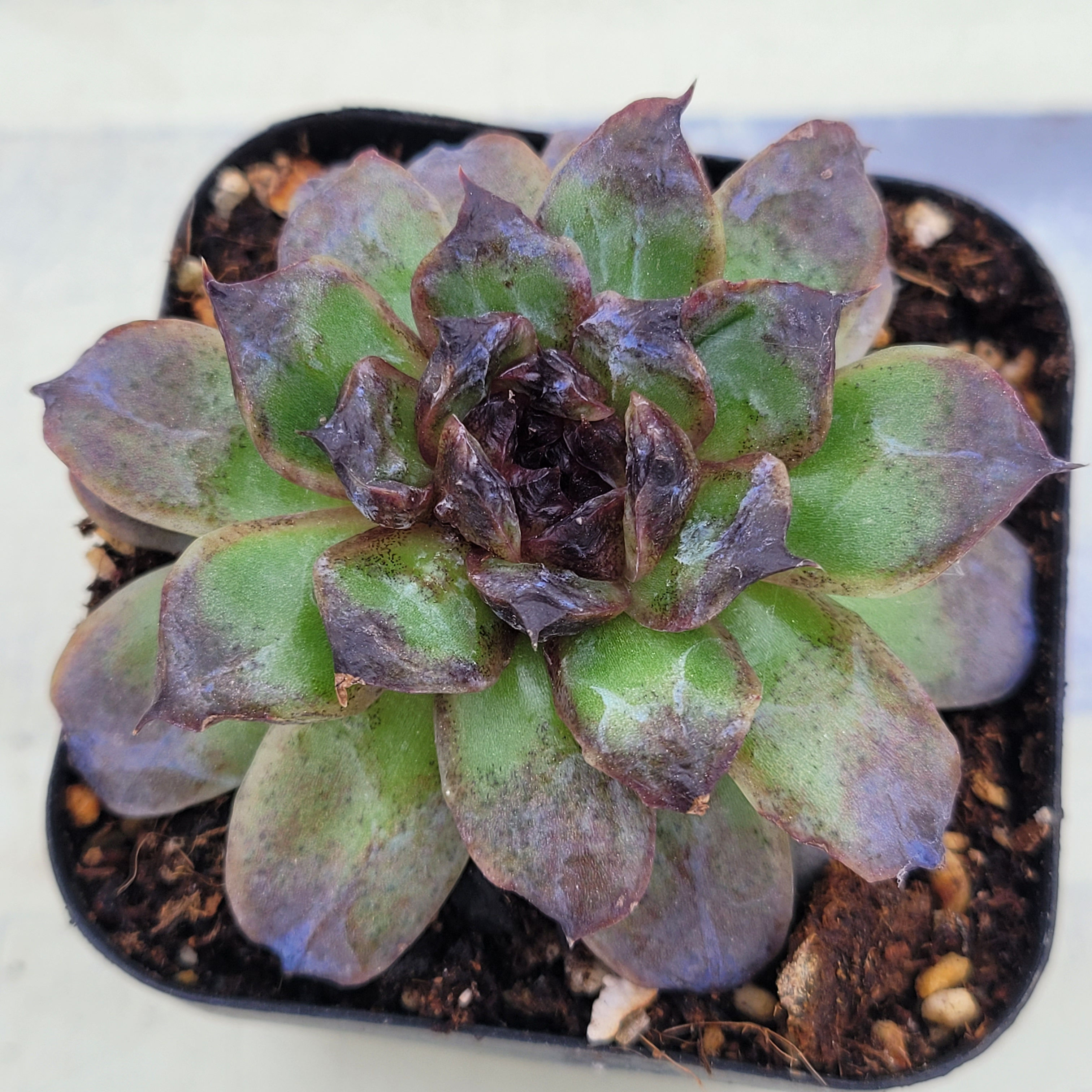 Echeveria Black Coco 