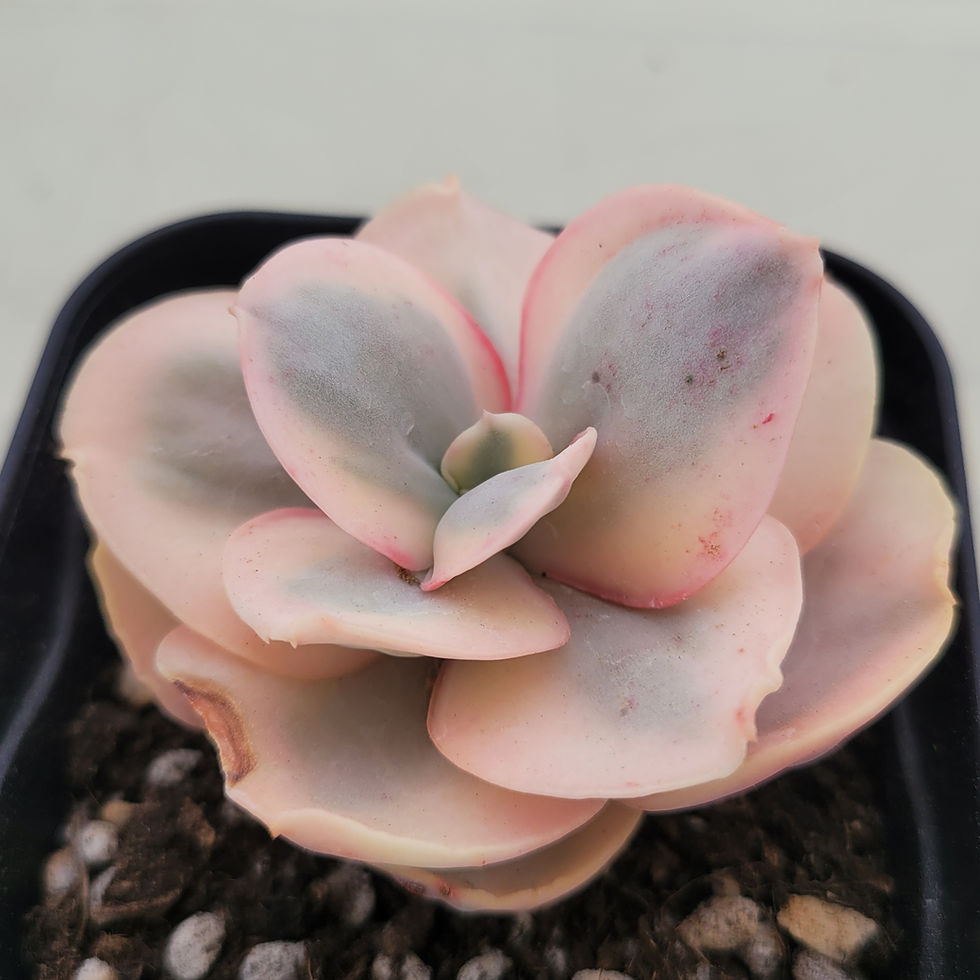 Thumbnail: Echeveria Debon variegated 