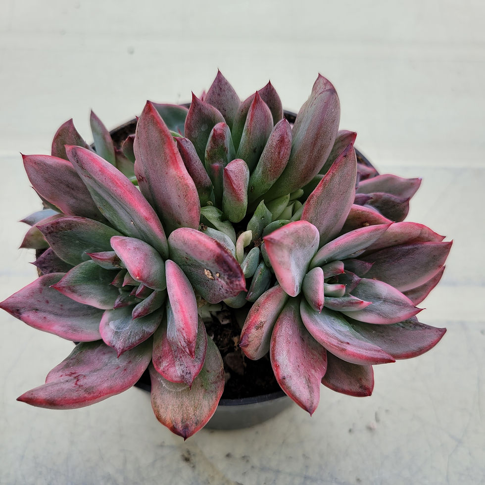 Thumbnail: Echeveria Reason variegated cluster 