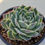 Thumbnail: Echeveria Simulans variegated 