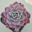Thumbnail: Echeveria Amista variegated 