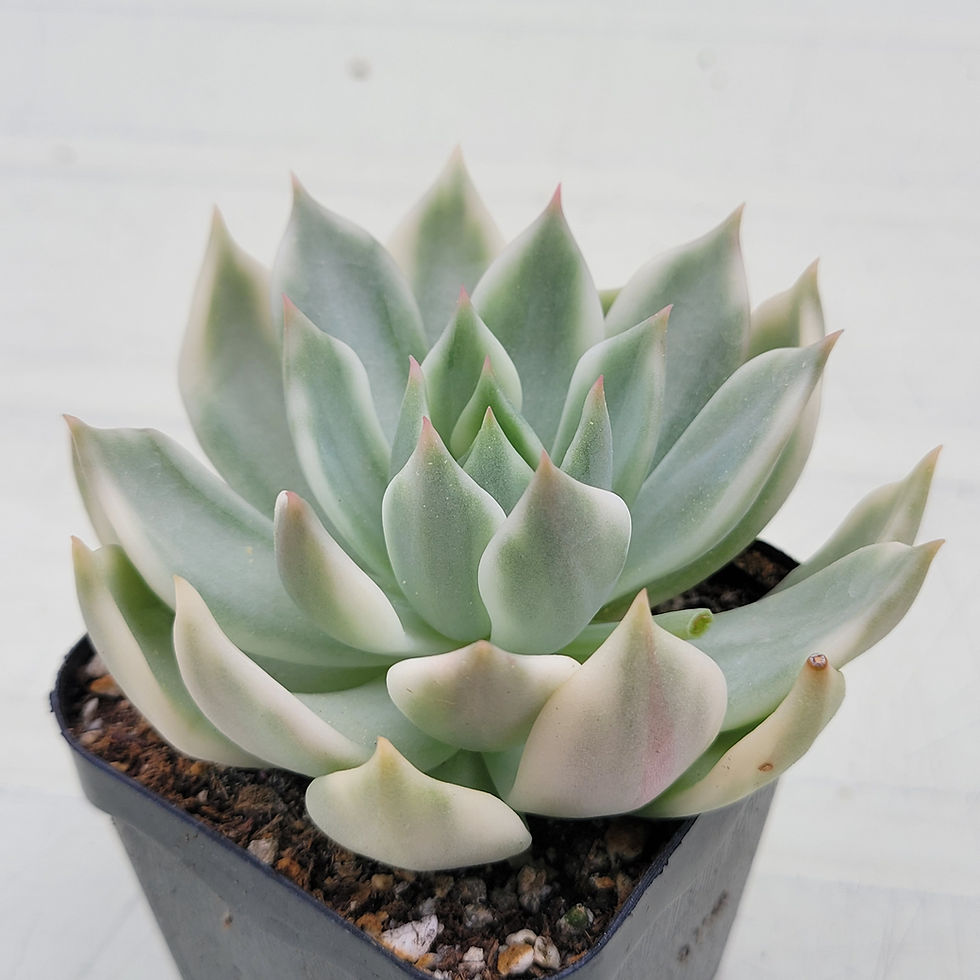 Thumbnail: Echeveria Soul variegated 