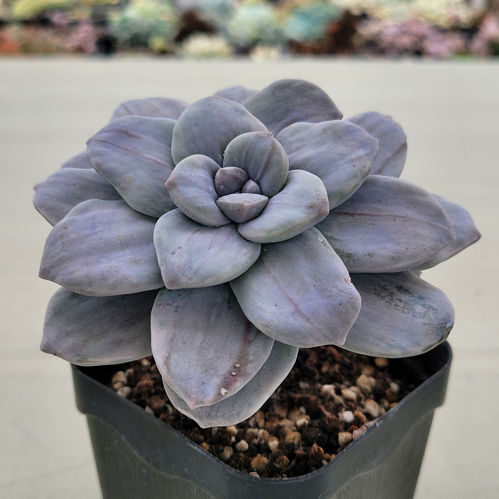 Thumbnail: Graptopetalum Pentandrum Silverbum variegated 