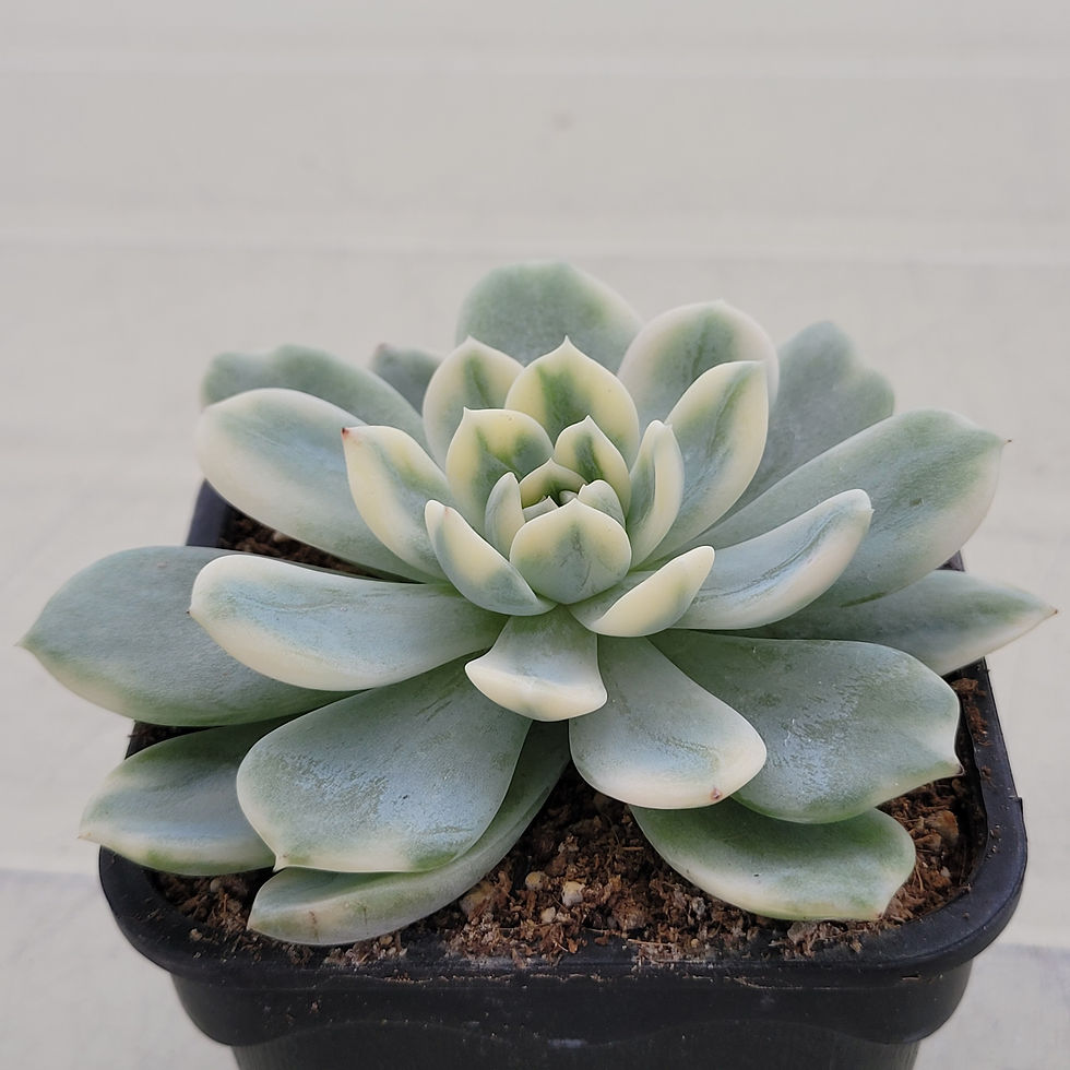 Thumbnail: Echeveria Lucky Star variegated 
