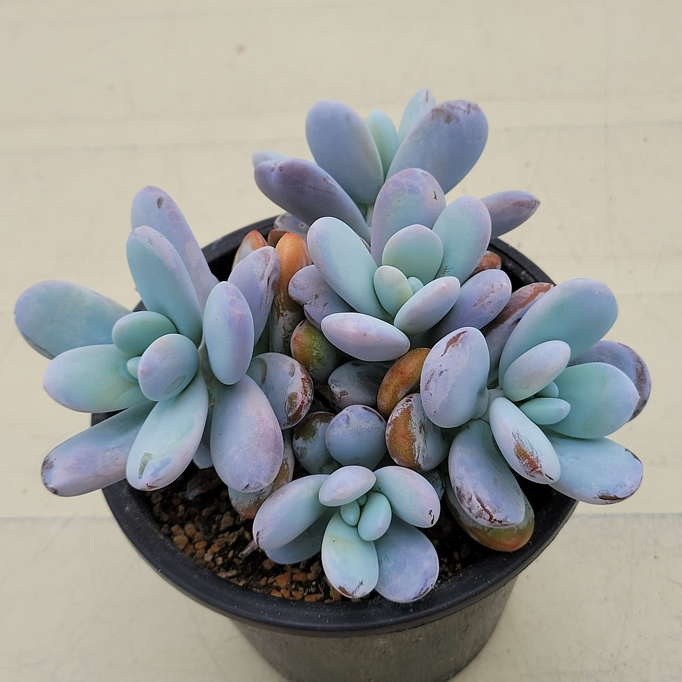 Thumbnail: Pachyphytum cuicatecanum cluster 